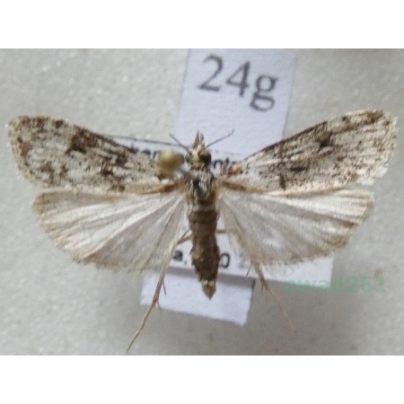 Eudonia lacustrata (Panzer, 1804) Mietliczka rokietnica Czech24g